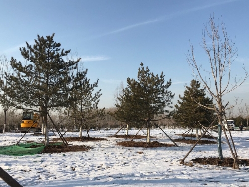 北京城市副中心绿色地标“城市绿心”今年十一前开放