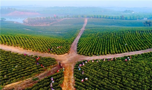 提升“三力”发展绿色产业助推乡村振兴