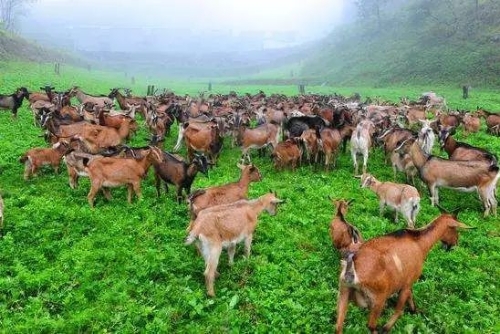 念好“生态经”打好“绿色牌”