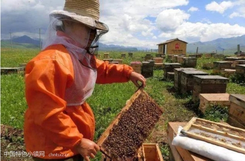 新疆尼勒克县打造“蜜蜂小镇”