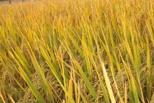 农业农村部：秋粮丰收有基础 种植面积增加500多万亩
