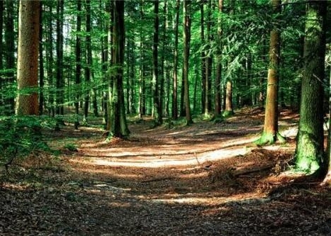 以林业为引擎推动绿色经济发展