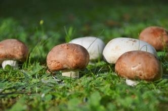 武义“菌光互补”走出绿色致富路