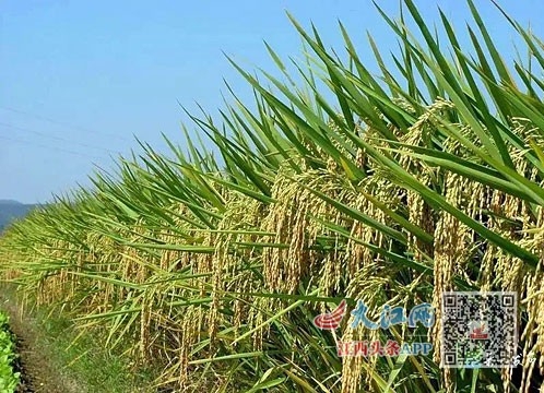 发展绿色农业 打造地方新名片 抚州各地立足实际优化产业结构