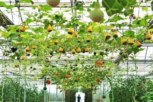 发展绿色农业 守护“舌尖安全”