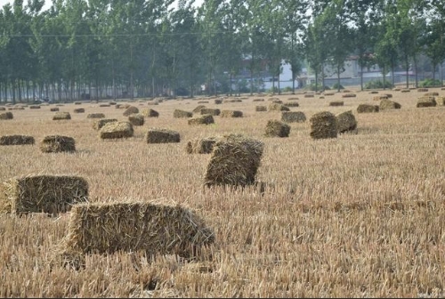 中国科学家重大突破！秸秆炼油技术开创世界环保领域新里程！