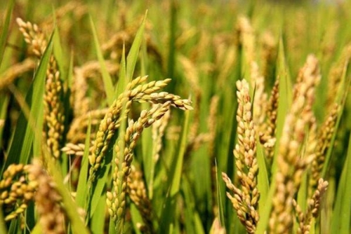 种植补贴扶持项目有哪些？补贴标准多少？2020年种植补贴政策解读