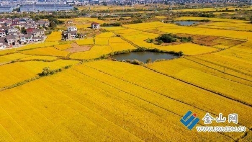 丹徒万亩优质稻米获大丰收 乡村振兴走绿色发展特色路