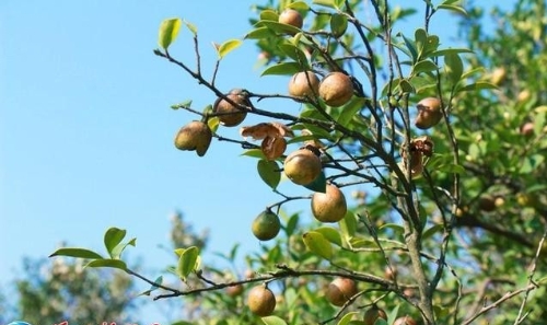 农业农村部关于公布第十批全国“一村一品”示范村镇及2020年全国乡村特色产业十亿元镇亿元村名单的通知