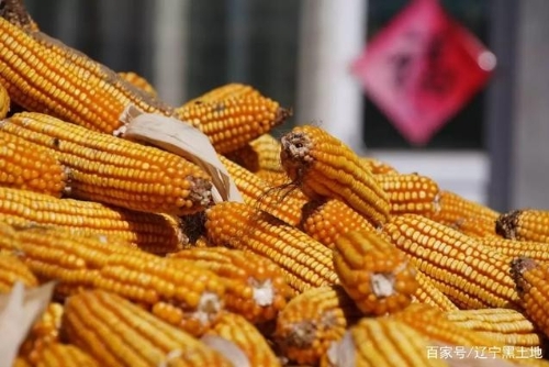 辽宁粮补最新发放进度！补贴金额是多少？