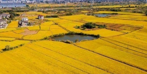 农业农村部规范统一高标准农田国家标识