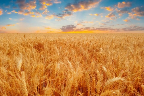 农村农业部公布的这6类涉农补贴，你领取了吗？