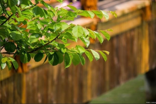 绿色发展与脱贫攻坚的内在关联