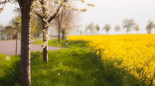 英国自然环境研究理事会资助昆虫种群保护项目