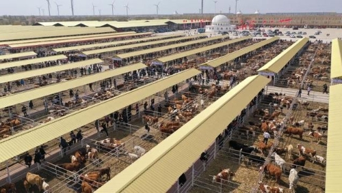 阳信绿色肉牛产业集群入选省“十强”产业集群支持名单