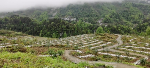 官庄村：花椒套种辣椒，种好绿色“双椒”