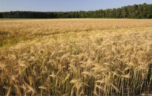  吉林：增加绿色优质农产品供给 推进乡村振兴