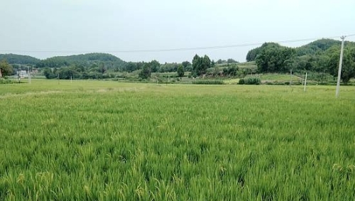 “水稻+羊肚菌”轮作 玉河沟村集体经济打造产业新模式