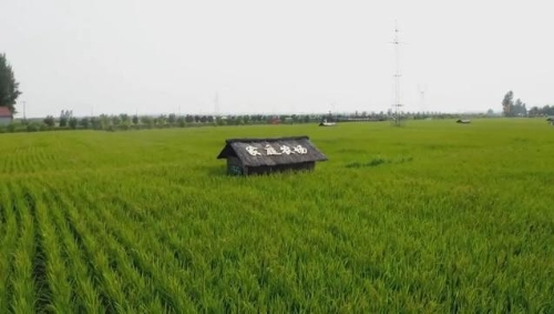 吉林省我省有机绿色和地理标志水稻认证面积达到528万亩