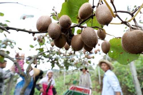 湖南资兴：发展高山猕猴桃产业助农增收