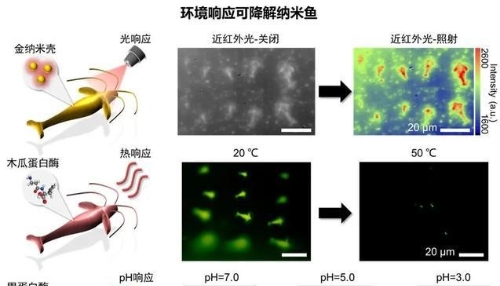 中科院携手上交大研发蜘蛛丝绿色生物光刻胶