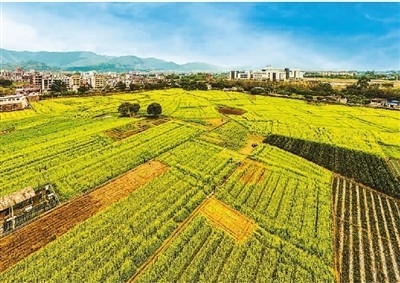 加大绿色农产品有效供给 打造绿色低碳农业产业