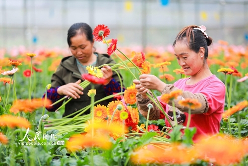 “鲜花经济”助力乡村振兴