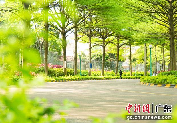 华南碧桂园的绿化实景图。受访者供图